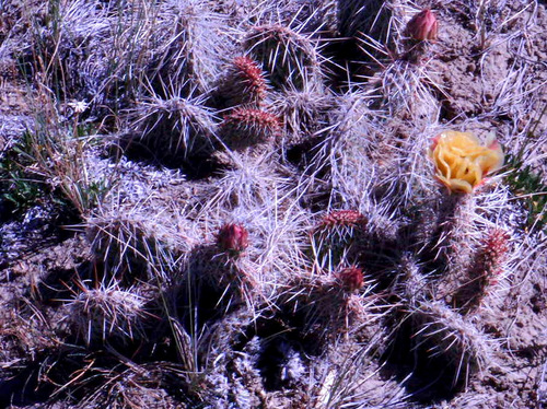 The Last Cactus Blossoms of Spring.